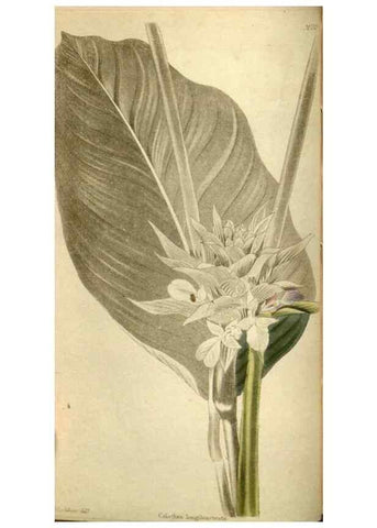 Reproducción/Reproduction 48787426421: The botanical cabinet. London :John & Arthur Arch ...,1817-1833.. 