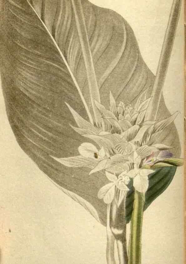 Reproducción/Reproduction 48787426421: The botanical cabinet. London :John & Arthur Arch ...,1817-1833.. 