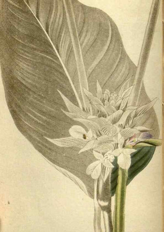Reproducción/Reproduction 48787426421: The botanical cabinet. London :John & Arthur Arch ...,1817-1833.. 