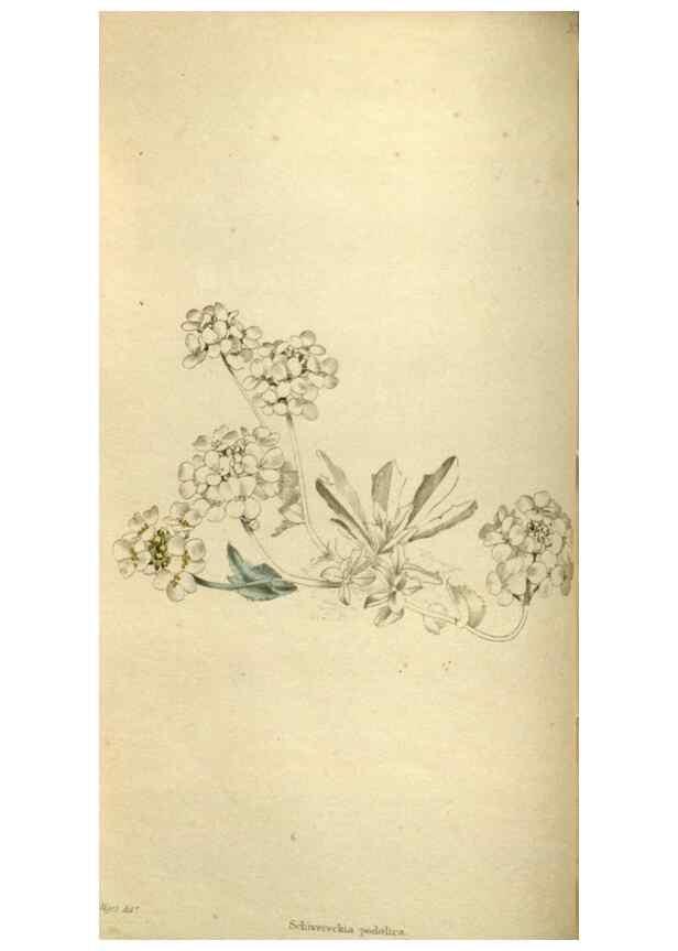 Reproducción/Reproduction 48787426641: The botanical cabinet. London :John & Arthur Arch ...,1817-1833.. 