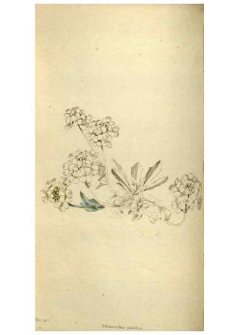 Reproducción/Reproduction 48787426641: The botanical cabinet. London :John & Arthur Arch ...,1817-1833.. 