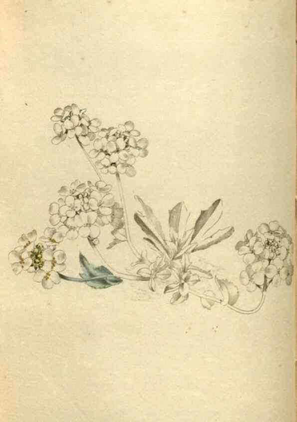 Reproducción/Reproduction 48787426641: The botanical cabinet. London :John & Arthur Arch ...,1817-1833.. 