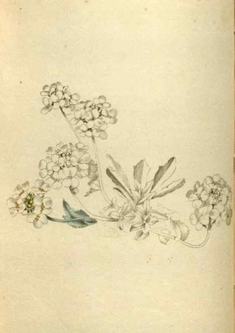 Reproducción/Reproduction 48787426641: The botanical cabinet. London :John & Arthur Arch ...,1817-1833.. 
