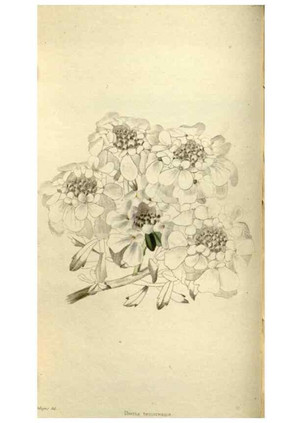 Reproducción/Reproduction 48787067188: The botanical cabinet. London :John & Arthur Arch ...,1817-1833.. 