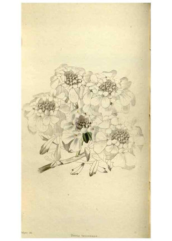 Reproducción/Reproduction 48787067188: The botanical cabinet. London :John & Arthur Arch ...,1817-1833.. 