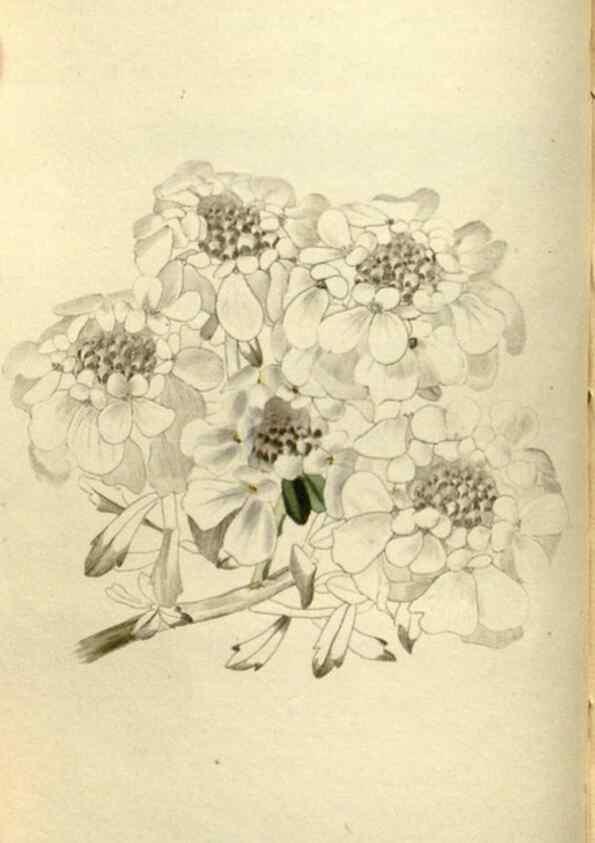 Reproducción/Reproduction 48787067188: The botanical cabinet. London :John & Arthur Arch ...,1817-1833.. 