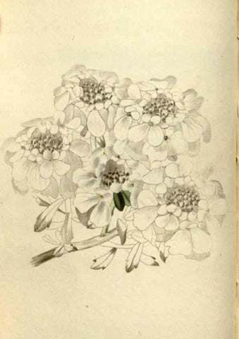 Reproducción/Reproduction 48787067188: The botanical cabinet. London :John & Arthur Arch ...,1817-1833.. 