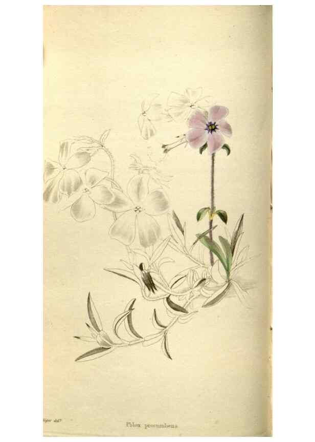 Reproducción/Reproduction 48787581577: The botanical cabinet. London :John & Arthur Arch ...,1817-1833.. 