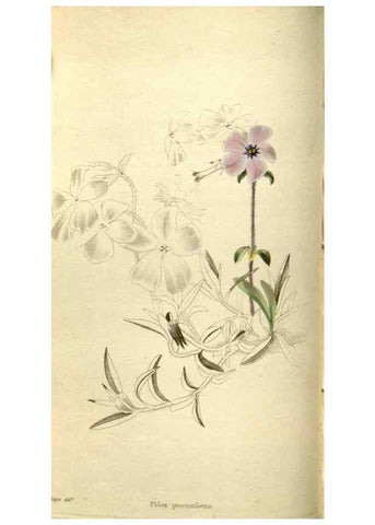 Reproducción/Reproduction 48787581577: The botanical cabinet. London :John & Arthur Arch ...,1817-1833.. 