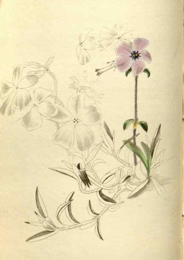 Reproducción/Reproduction 48787581577: The botanical cabinet. London :John & Arthur Arch ...,1817-1833.. 