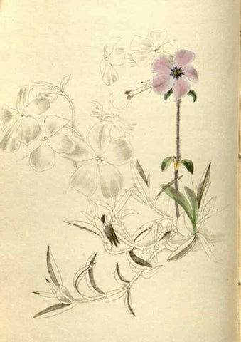 Reproducción/Reproduction 48787581577: The botanical cabinet. London :John & Arthur Arch ...,1817-1833.. 