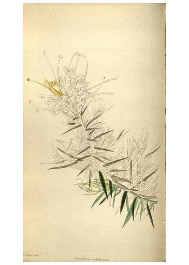 Reproducción/Reproduction 48787581887: The botanical cabinet. London :John & Arthur Arch ...,1817-1833.. 