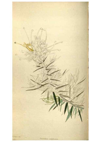 Reproducción/Reproduction 48787581887: The botanical cabinet. London :John & Arthur Arch ...,1817-1833.. 
