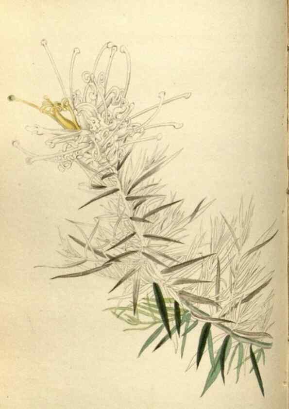 Reproducción/Reproduction 48787581887: The botanical cabinet. London :John & Arthur Arch ...,1817-1833.. 