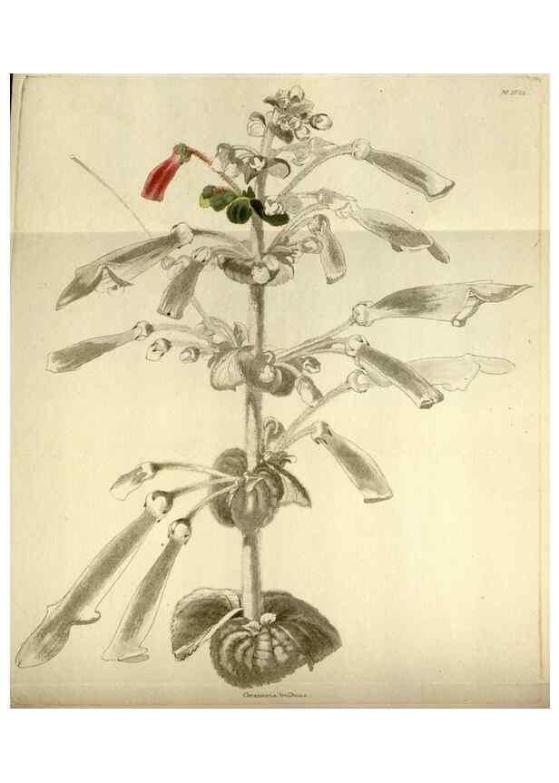 Reproducción/Reproduction 48787582102: The botanical cabinet. London :John & Arthur Arch ...,1817-1833.. 