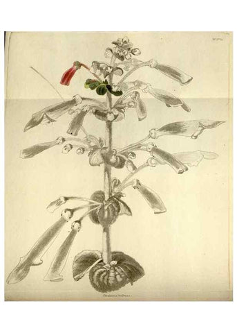 Reproducción/Reproduction 48787582102: The botanical cabinet. London :John & Arthur Arch ...,1817-1833.. 
