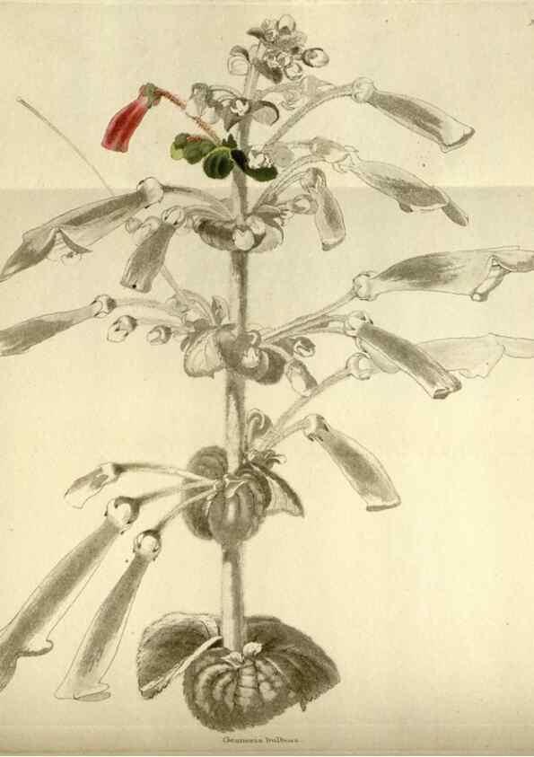 Reproducción/Reproduction 48787582102: The botanical cabinet. London :John & Arthur Arch ...,1817-1833.. 