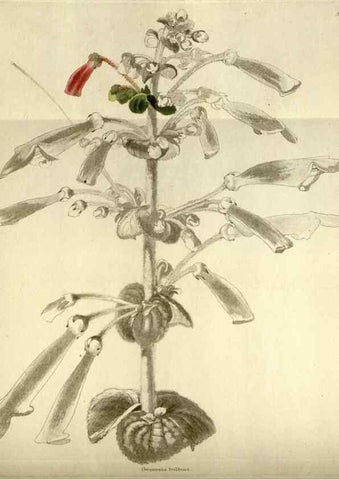 Reproducción/Reproduction 48787582102: The botanical cabinet. London :John & Arthur Arch ...,1817-1833.. 