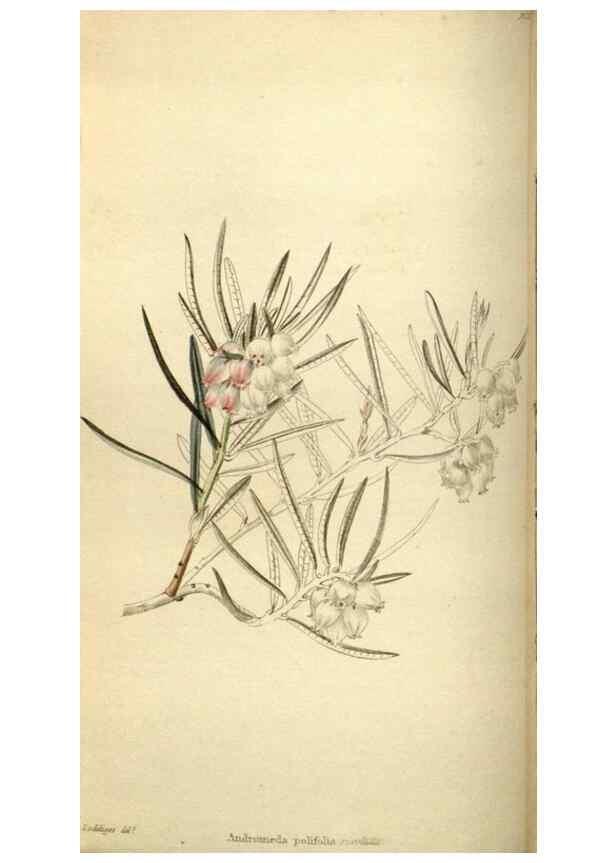 Reproducción/Reproduction 48787582352: The botanical cabinet. London :John & Arthur Arch ...,1817-1833.. 