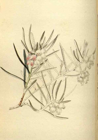 Reproducción/Reproduction 48787582352: The botanical cabinet. London :John & Arthur Arch ...,1817-1833.. 