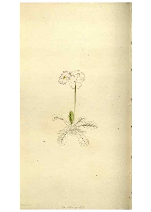Reproducción/Reproduction 48787582617: The botanical cabinet. London :John & Arthur Arch ...,1817-1833.. 