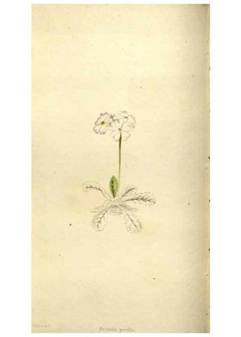 Reproducción/Reproduction 48787582617: The botanical cabinet. London :John & Arthur Arch ...,1817-1833.. 