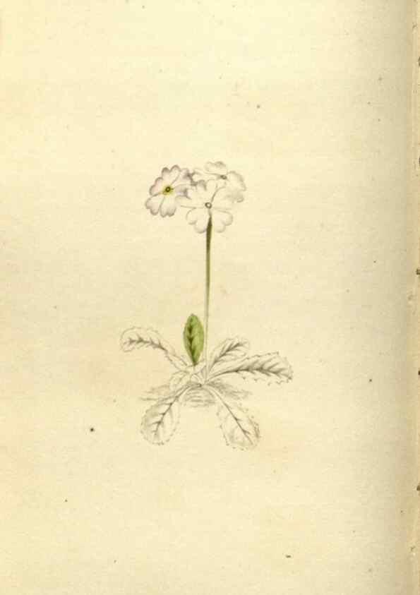 Reproducción/Reproduction 48787582617: The botanical cabinet. London :John & Arthur Arch ...,1817-1833.. 