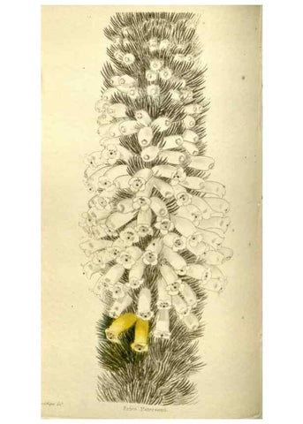 Reproducción/Reproduction 48787068548: The botanical cabinet. London :John & Arthur Arch ...,1817-1833.. 