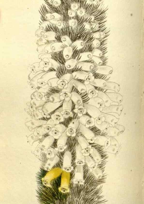 Reproducción/Reproduction 48787068548: The botanical cabinet. London :John & Arthur Arch ...,1817-1833.. 