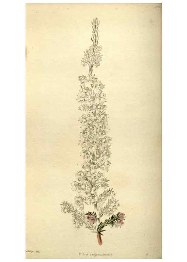 Reproducción/Reproduction 48787068813: The botanical cabinet. London :John & Arthur Arch ...,1817-1833.. 