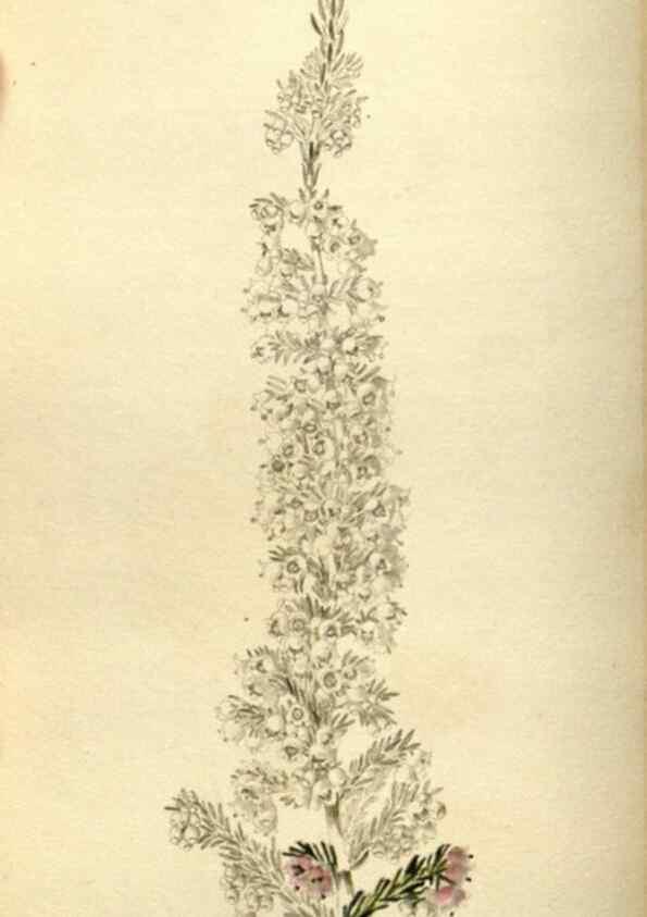 Reproducción/Reproduction 48787068813: The botanical cabinet. London :John & Arthur Arch ...,1817-1833.. 
