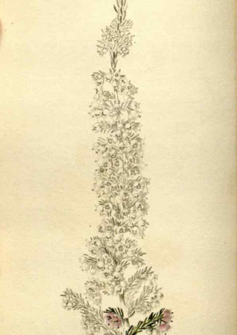 Reproducción/Reproduction 48787068813: The botanical cabinet. London :John & Arthur Arch ...,1817-1833.. 