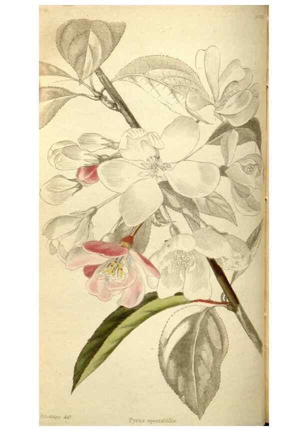 Reproducción/Reproduction 48787069043: The botanical cabinet. London :John & Arthur Arch ...,1817-1833.. 