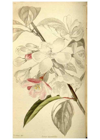 Reproducción/Reproduction 48787069043: The botanical cabinet. London :John & Arthur Arch ...,1817-1833.. 