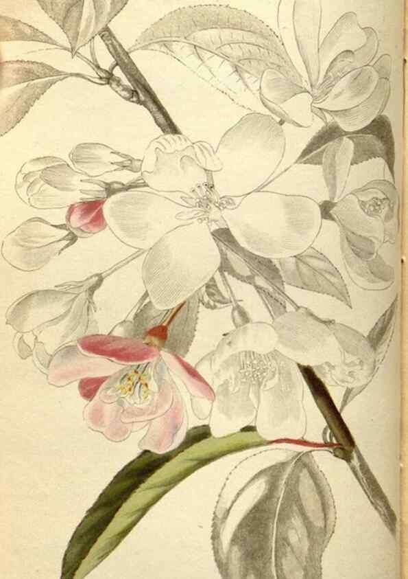 Reproducción/Reproduction 48787069043: The botanical cabinet. London :John & Arthur Arch ...,1817-1833.. 
