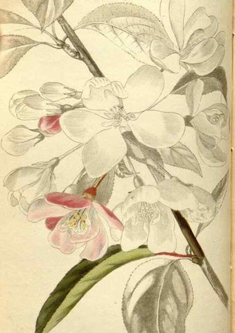 Reproducción/Reproduction 48787069043: The botanical cabinet. London :John & Arthur Arch ...,1817-1833.. 