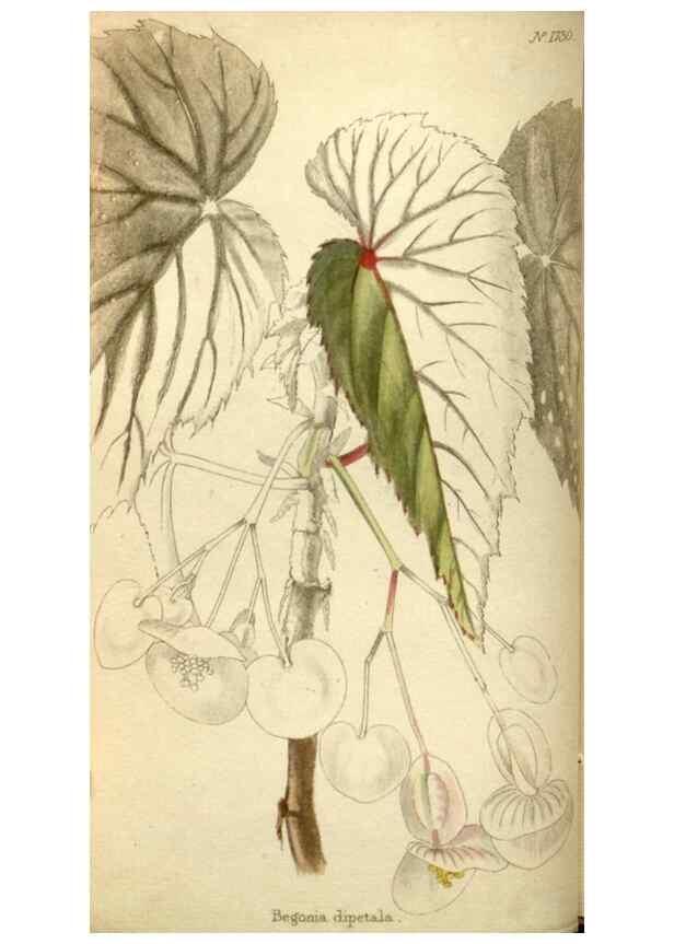 Reproducción/Reproduction 48787429116: The botanical cabinet. London :John & Arthur Arch ...,1817-1833.. 