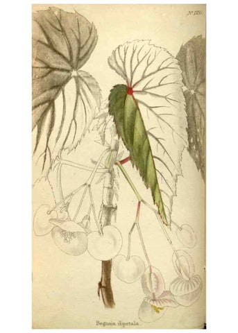 Reproducción/Reproduction 48787429116: The botanical cabinet. London :John & Arthur Arch ...,1817-1833.. 