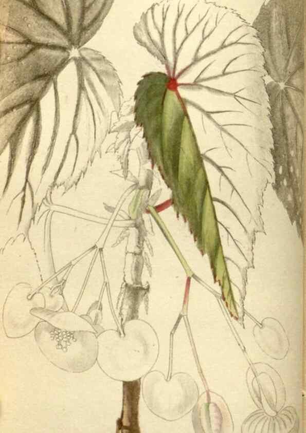 Reproducción/Reproduction 48787429116: The botanical cabinet. London :John & Arthur Arch ...,1817-1833.. 