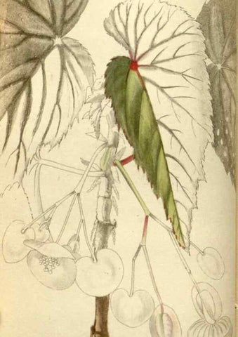 Reproducción/Reproduction 48787429116: The botanical cabinet. London :John & Arthur Arch ...,1817-1833.. 