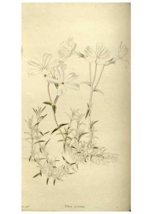 Reproducción/Reproduction 48787583757: The botanical cabinet. London :John & Arthur Arch ...,1817-1833.. 