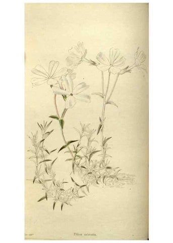 Reproducción/Reproduction 48787583757: The botanical cabinet. London :John & Arthur Arch ...,1817-1833.. 