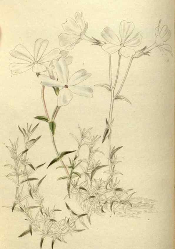 Reproducción/Reproduction 48787583757: The botanical cabinet. London :John & Arthur Arch ...,1817-1833.. 