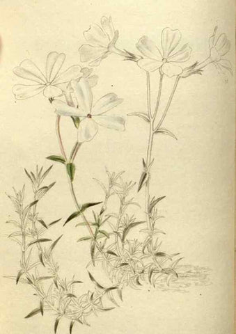 Reproducción/Reproduction 48787583757: The botanical cabinet. London :John & Arthur Arch ...,1817-1833.. 