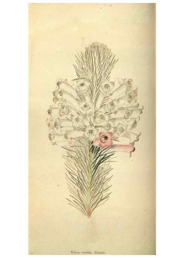 Reproducción/Reproduction 48787580147: The botanical cabinet. London :John & Arthur Arch ...,1817-1833.. 