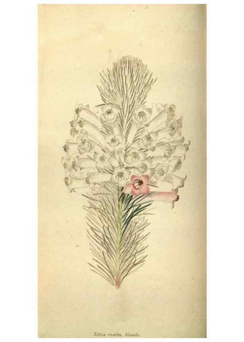 Reproducción/Reproduction 48787580147: The botanical cabinet. London :John & Arthur Arch ...,1817-1833.. 
