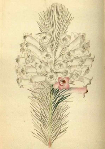 Reproducción/Reproduction 48787580147: The botanical cabinet. London :John & Arthur Arch ...,1817-1833.. 