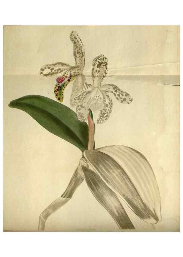 Reproducción/Reproduction 48787425641: The botanical cabinet. London :John & Arthur Arch ...,1817-1833.. 
