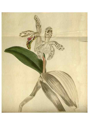 Reproducción/Reproduction 48787425641: The botanical cabinet. London :John & Arthur Arch ...,1817-1833.. 
