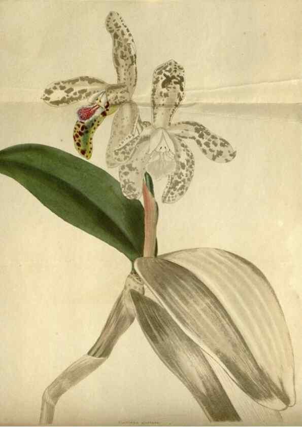 Reproducción/Reproduction 48787425641: The botanical cabinet. London :John & Arthur Arch ...,1817-1833.. 